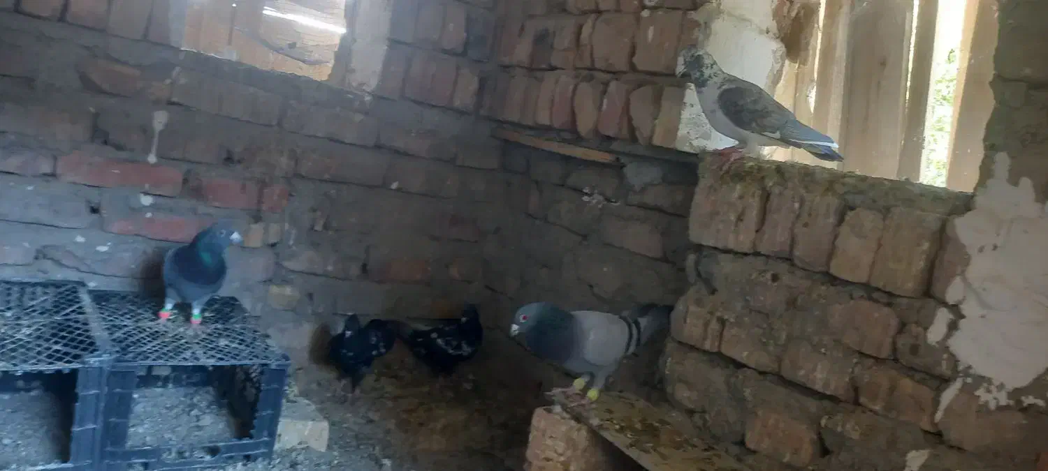 چندعددکفترنسل داروخوب بفروش میرسد|پرنده|سراوان, |دیوار