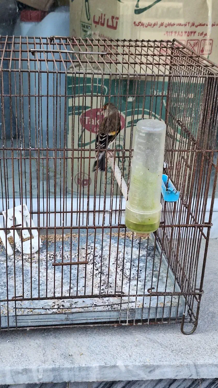 سهره قناری ماده|پرنده|اردبیل, |دیوار