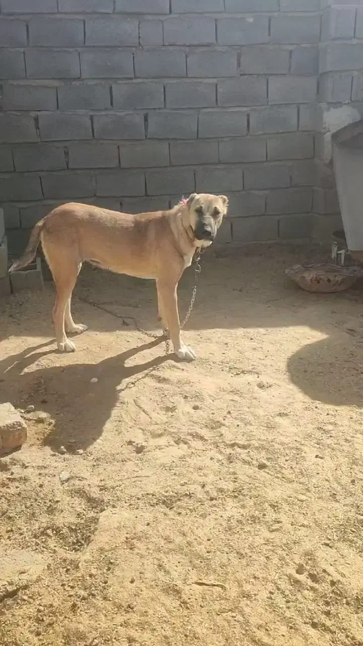 واگذاری توله|سگ|رضویه, |دیوار