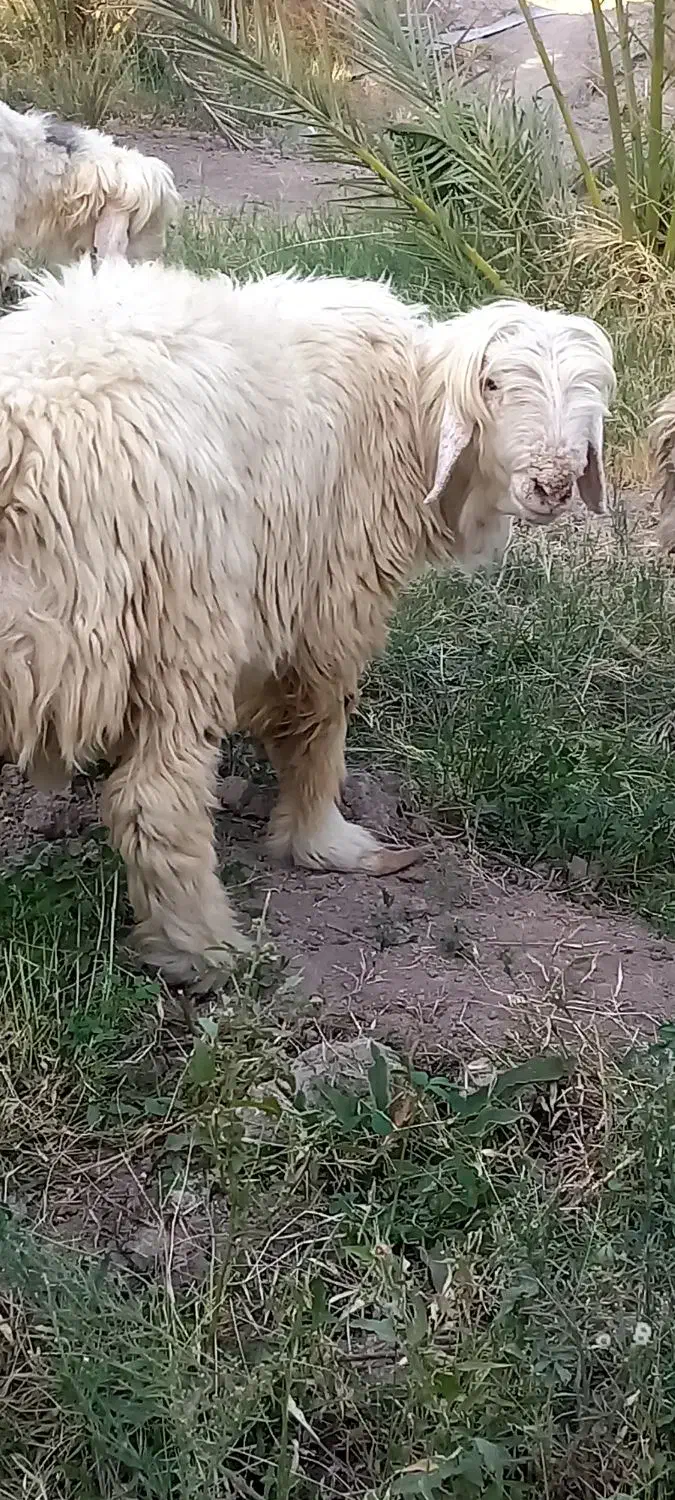 قوچ بختیاری بره|حیوانات مزرعه|جیرفت, |دیوار