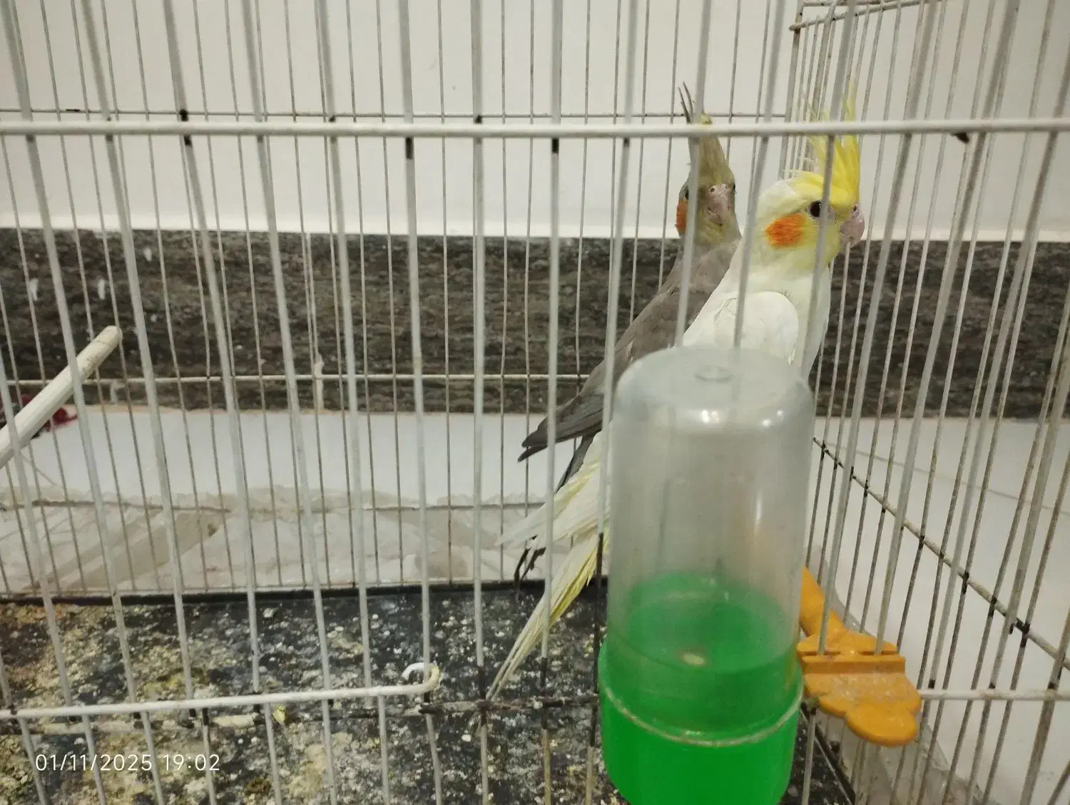 عروس هلندی لوتینو نر و ماده جفت|پرنده|سلامی, |دیوار