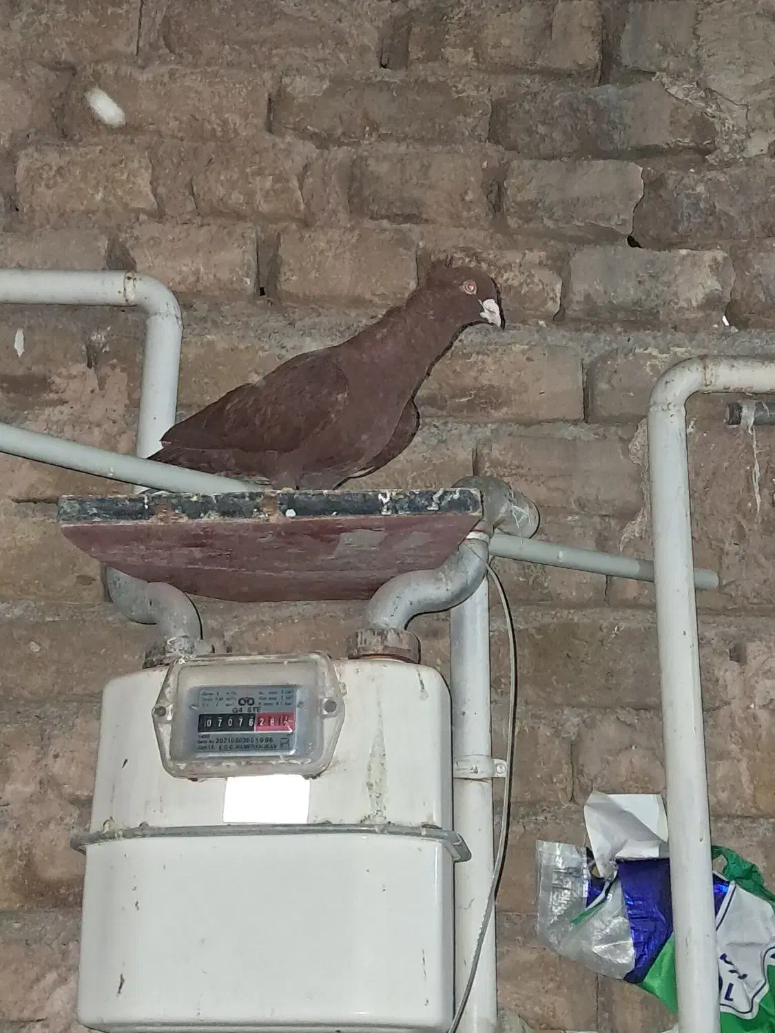 سرخ کاکلی بینظیر|پرنده|اقبالیه, |دیوار