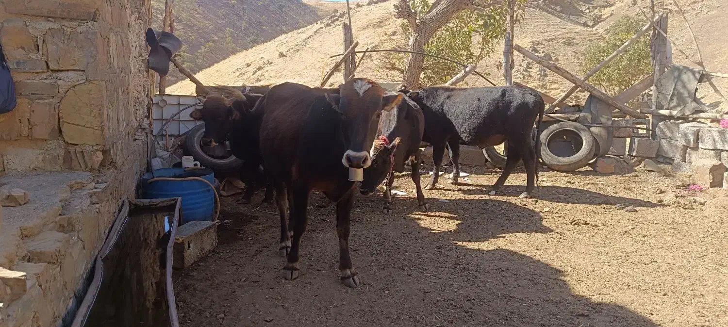 گوساله نر|حیوانات مزرعه|نوسود, |دیوار