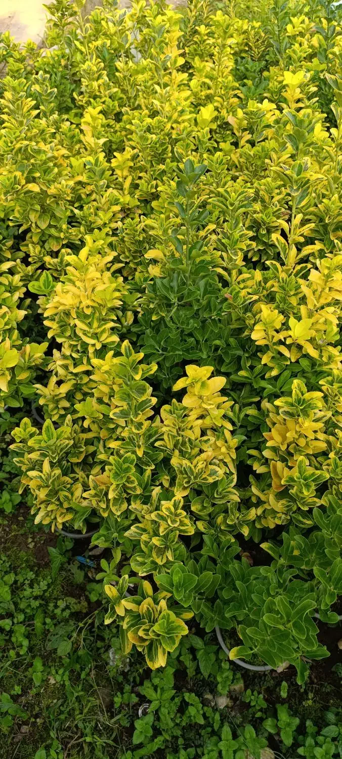 فروش شمشاد طلایی ونعنایی تعداد 1500عددموجوده|حراج|عباسآباد, |دیوار