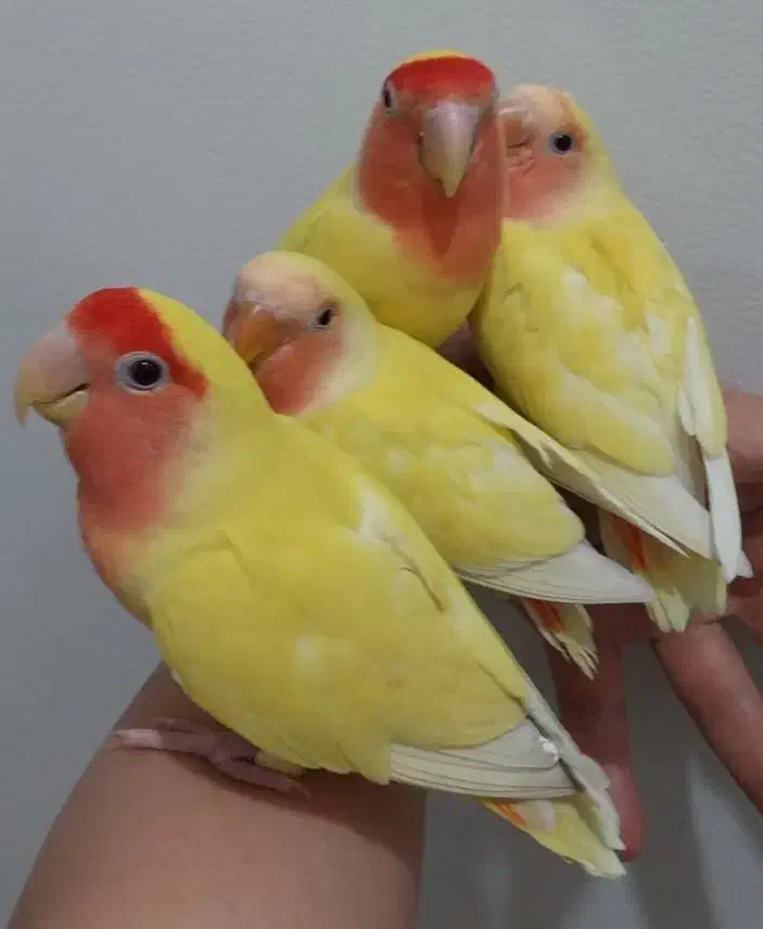 چهارتا طوطی برزیلی سخنگو|پرنده|شوشتر, |دیوار