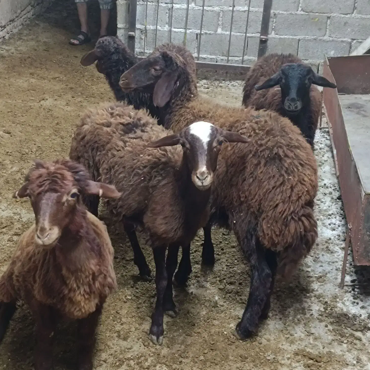 قوچ وبره افشار|حیوانات مزرعه|گنبد کاووس, |دیوار