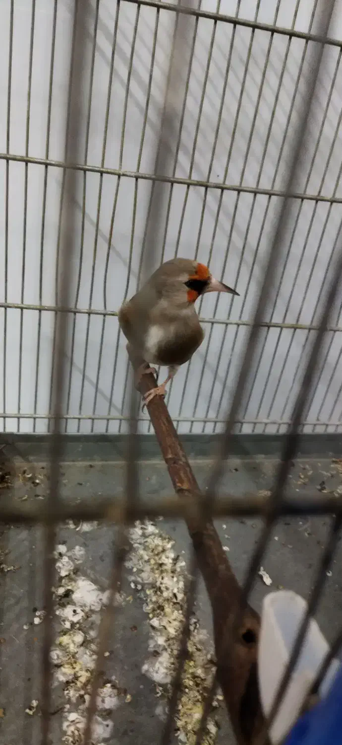 دورگ نر سهره|پرنده|اسلامشهر, شهرک قائمیه|دیوار