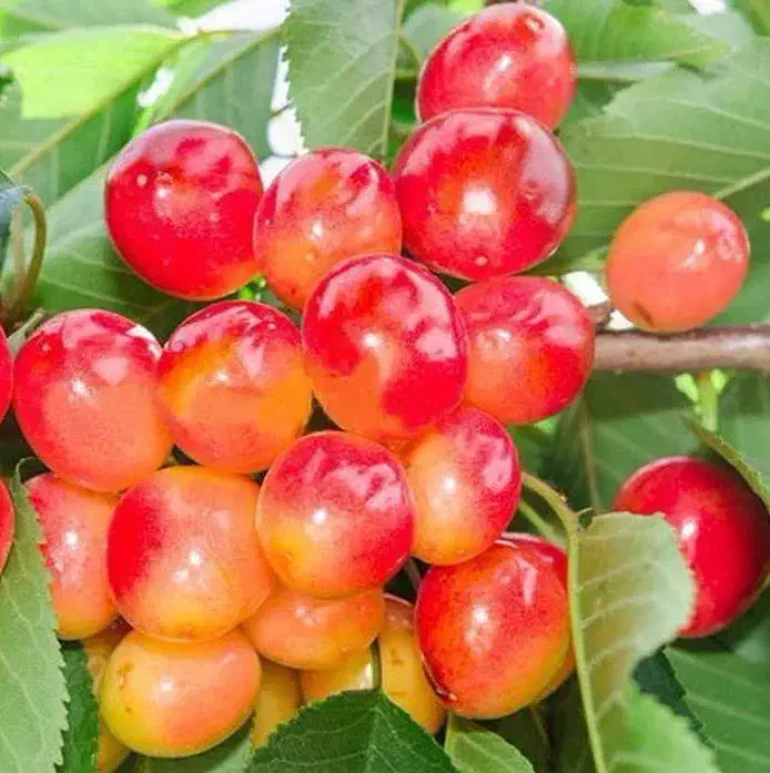 پیش فروش نهال گیلاس صورتی|خدمات باغبانی و درختکاری|شازند, |دیوار