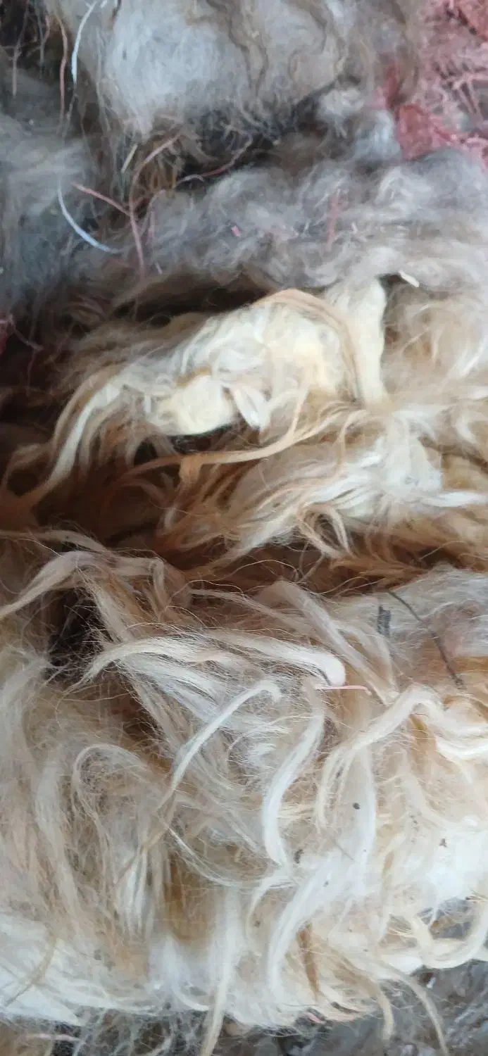 پشم گوسفند|رختخواب، بالش، پتو|دزفول, |دیوار