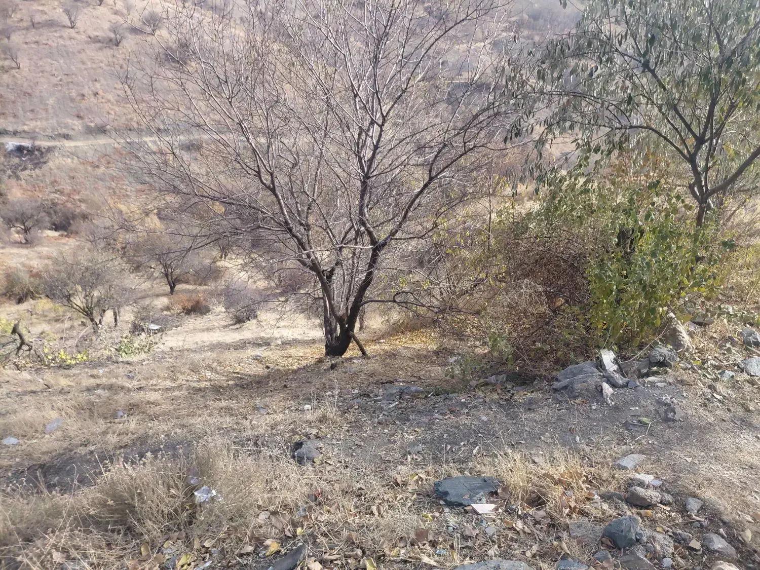 خانه کلنگی|فروش زمین و ملک کلنگی|سردشت, |دیوار