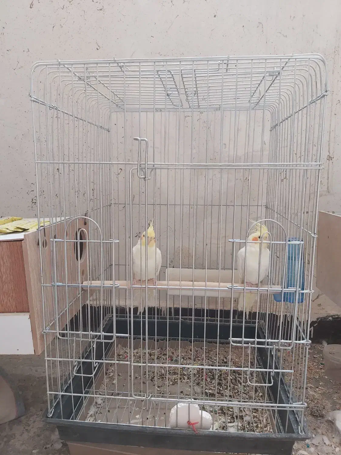 دوعدد عروس هلندی نر لوتینو ده ماهه|پرنده|اهواز, اهواز|دیوار