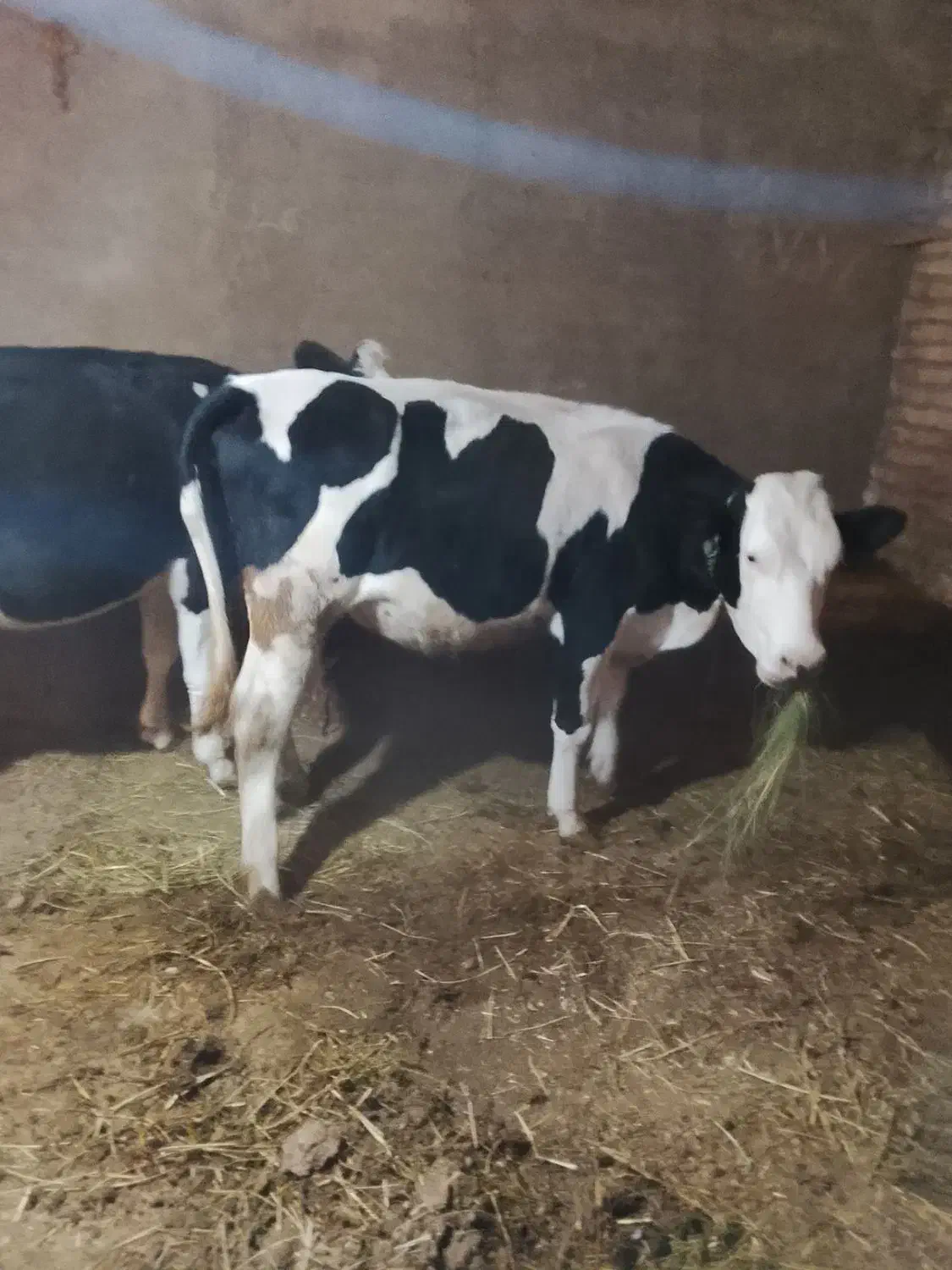 فروش تلیسه سیمنتال|حیوانات مزرعه|سراب, |دیوار