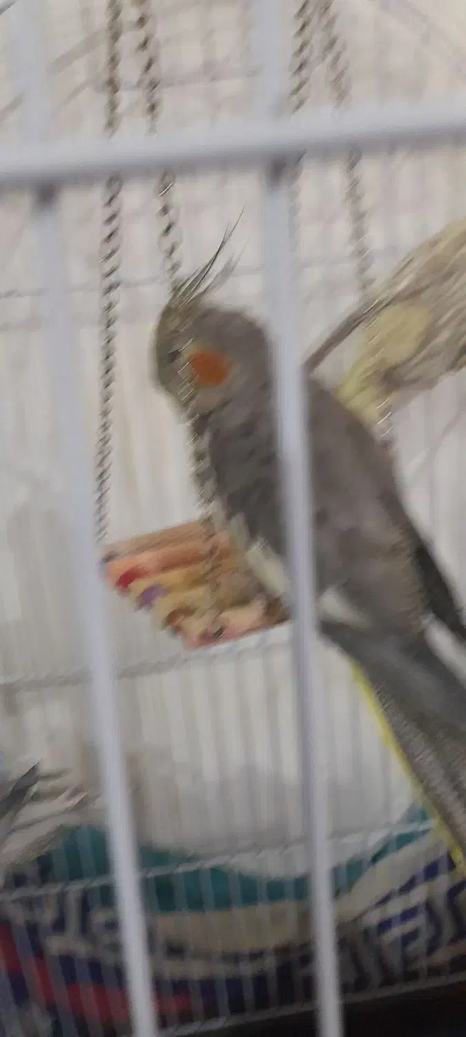 عروس هلندی گم شده|حیوانات|دهلران, |دیوار