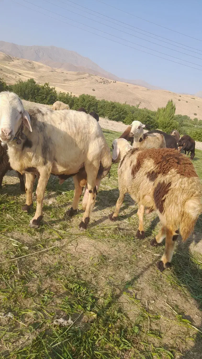 قوچ سفید|حیوانات مزرعه|اشترینان, |دیوار