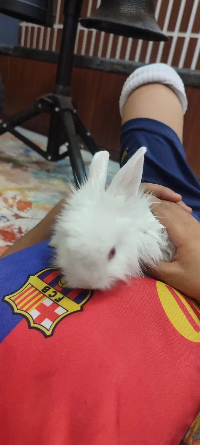 خرگوش و بندر گردی|موش و خرگوش|شیراز, میرزاکوچک خان|دیوار