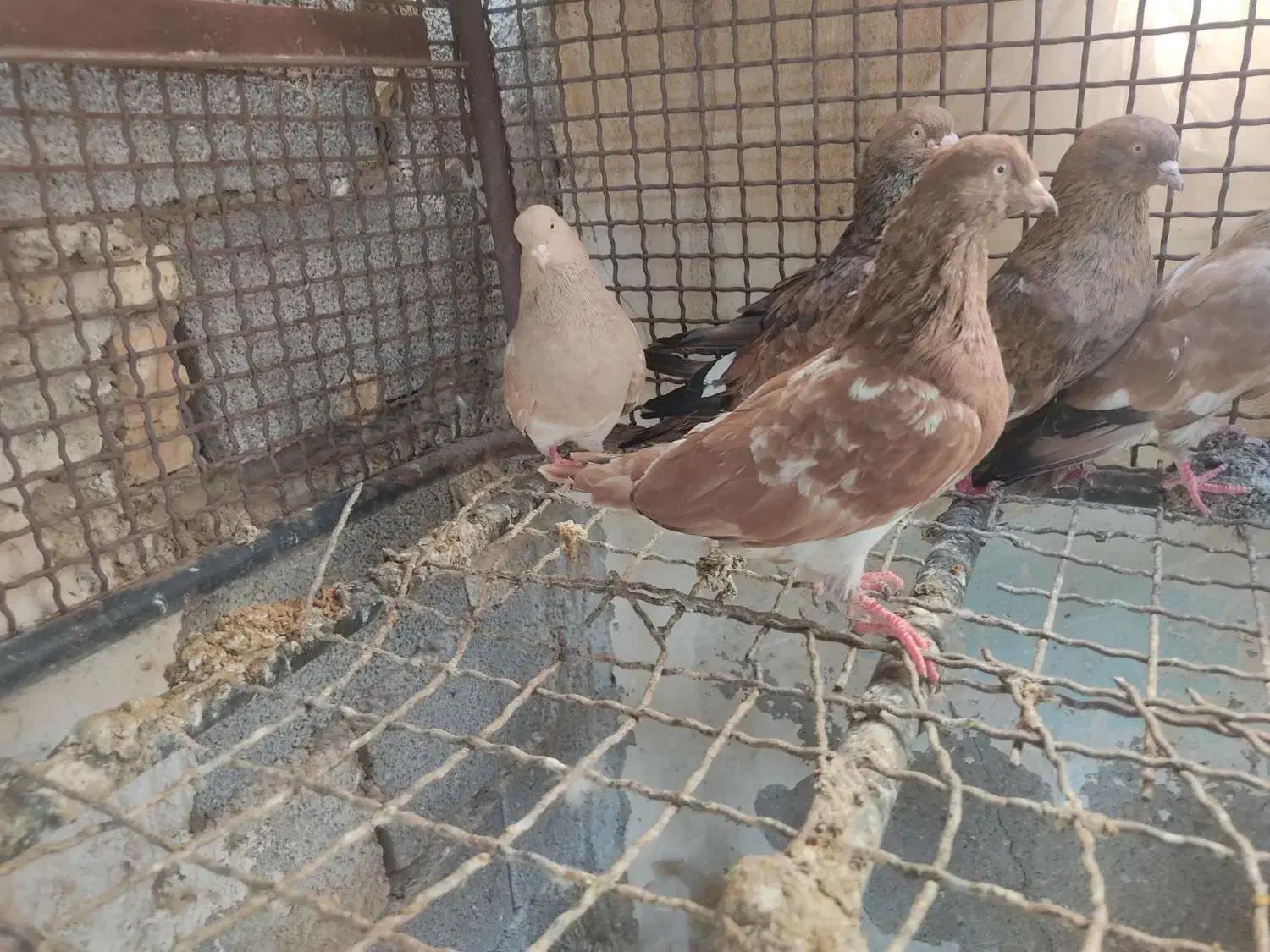 کبوتر کله ای|پرنده|امیدیه, |دیوار