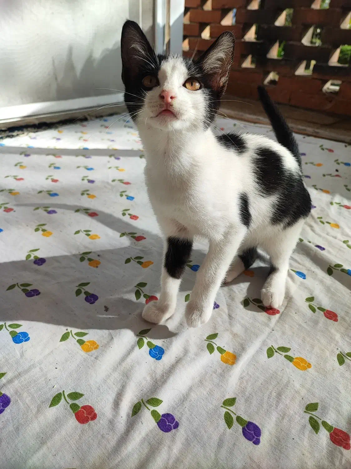 واگذاری|گربه|رشت, منظریه|دیوار