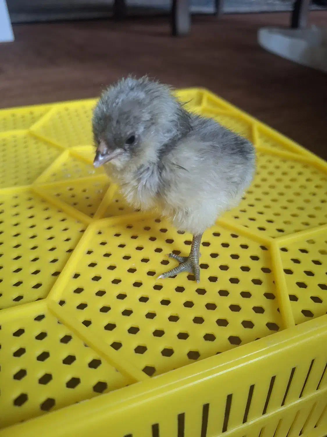 تولید اقتصادی جوجه|لوازم جانبی حیوانات|سیرجان, |دیوار