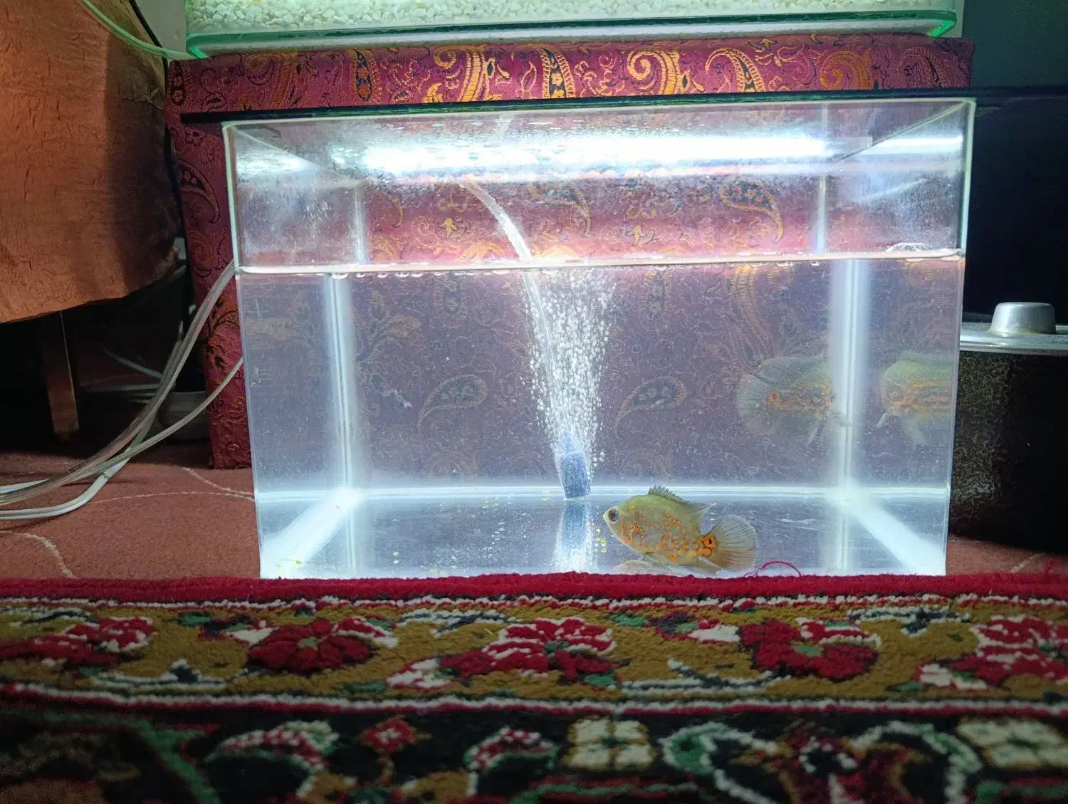 آکواریوم|ماهی|مشگین شهر, |دیوار