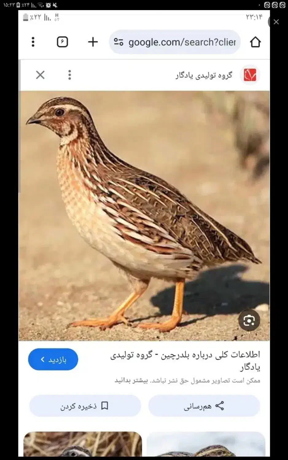بلدرچین نر جوان اماده جوجه کشی با کیفیت و سالم|پرنده|قم, کیوانفر|دیوار