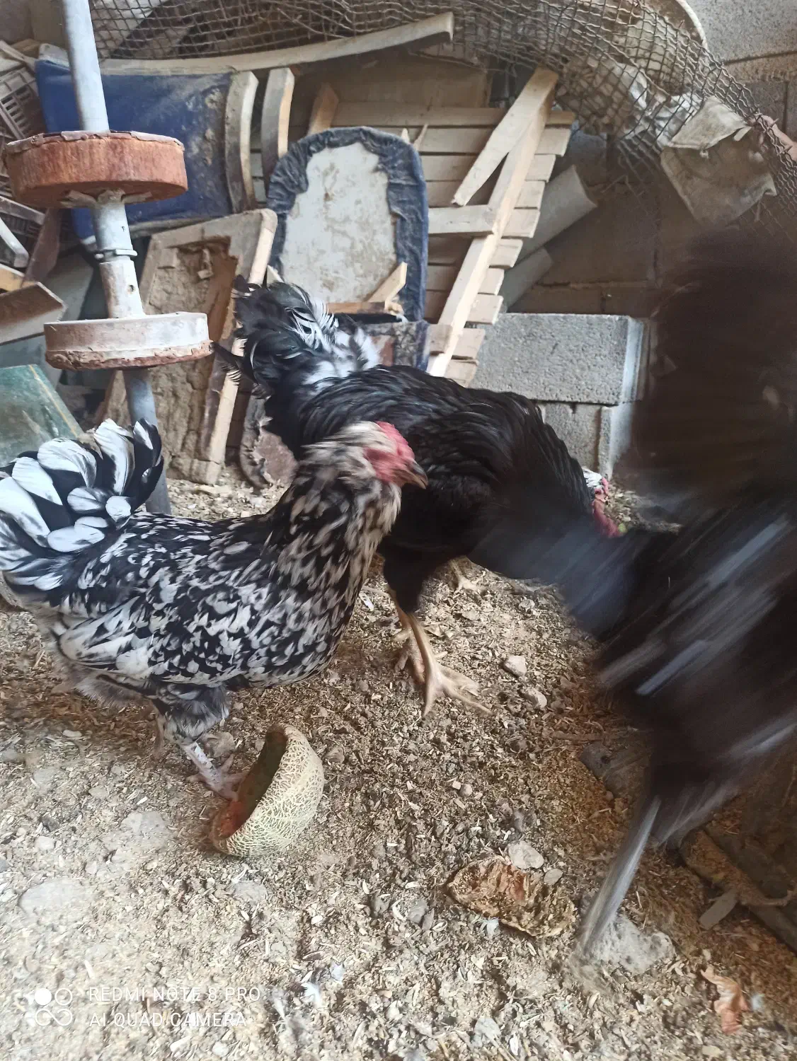 تخم مرغ و جوجه گلین|حیوانات مزرعه|مرودشت, پشت سایپا|دیوار