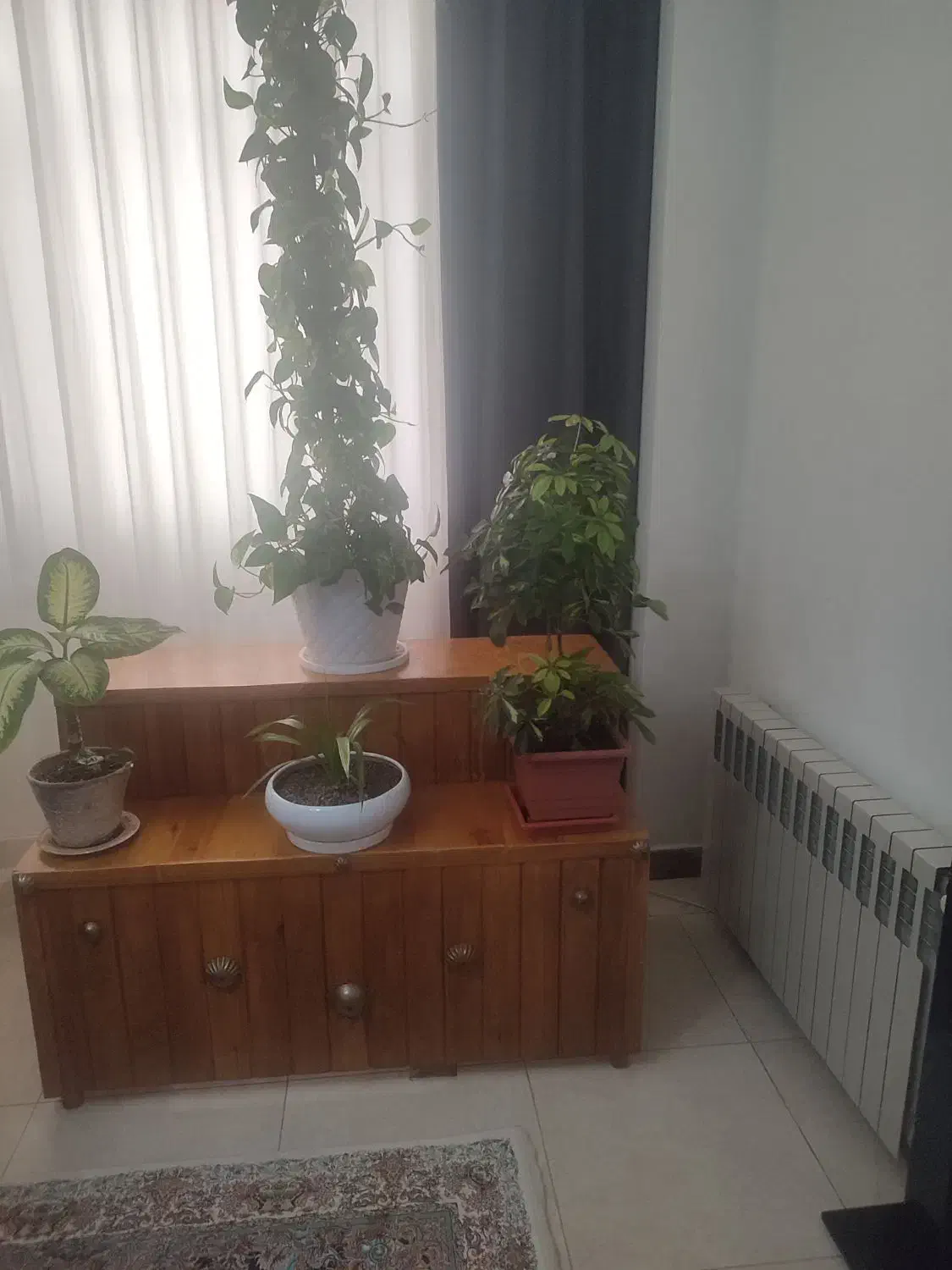 باکس گل با چوب روس محکوم بفروش میرسد|گل و گیاه طبیعی|شهریار, شهرک شاهد|دیوار