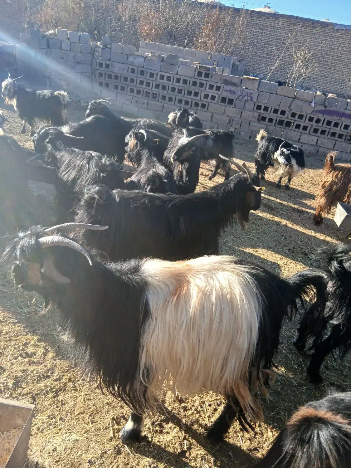 تعدادی بز گله داری داشتی فقط نقد نقد کارت کش|حیوانات مزرعه|بروجن, |دیوار