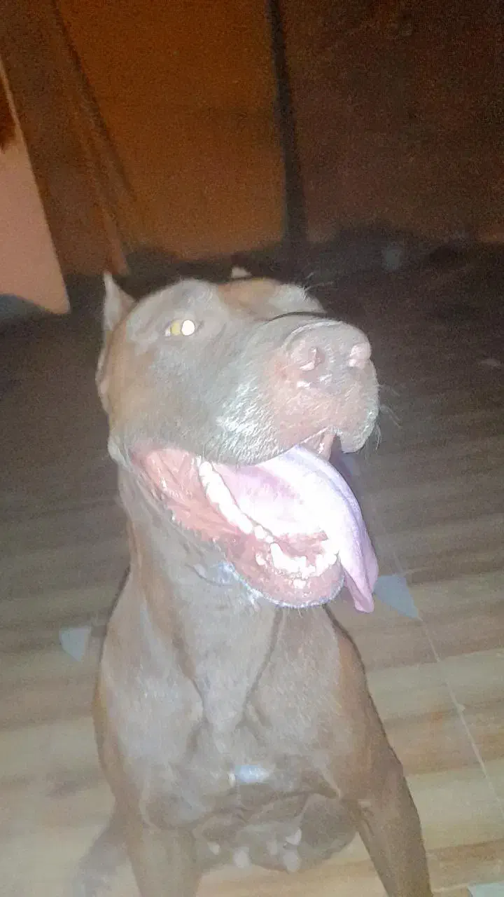 سگ پیت بول|سگ|جیرفت, |دیوار