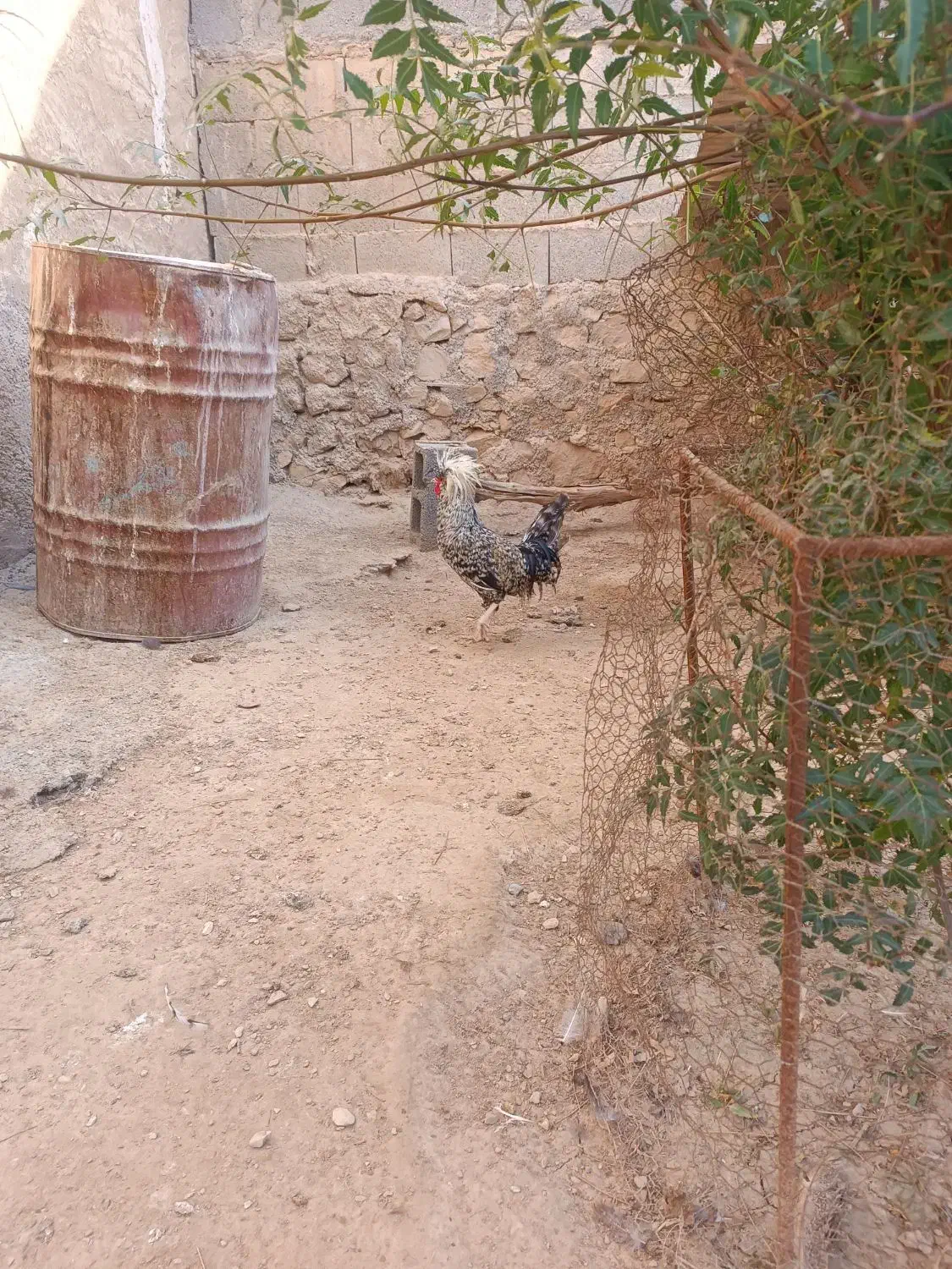 خروس لهستانی|حیوانات مزرعه|خورموج, |دیوار