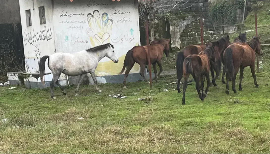 اسب|اسب و تجهیزات اسبسواری|رضوانشهر, |دیوار