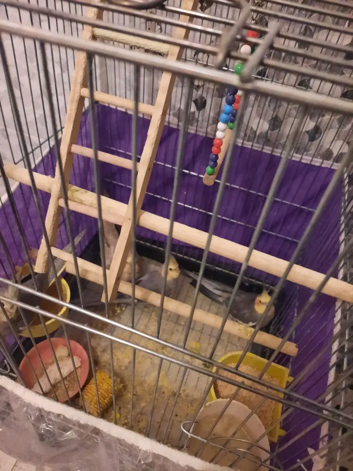 عروس هلندی|پرنده|تهران, استخر|دیوار