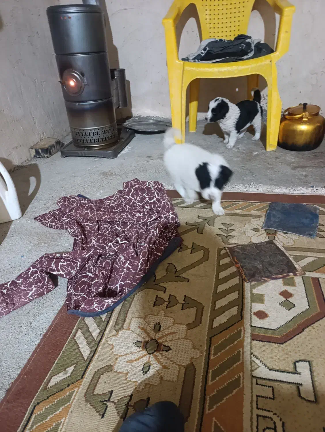 توله سگ قهدریجان|سگ|آباده, |دیوار