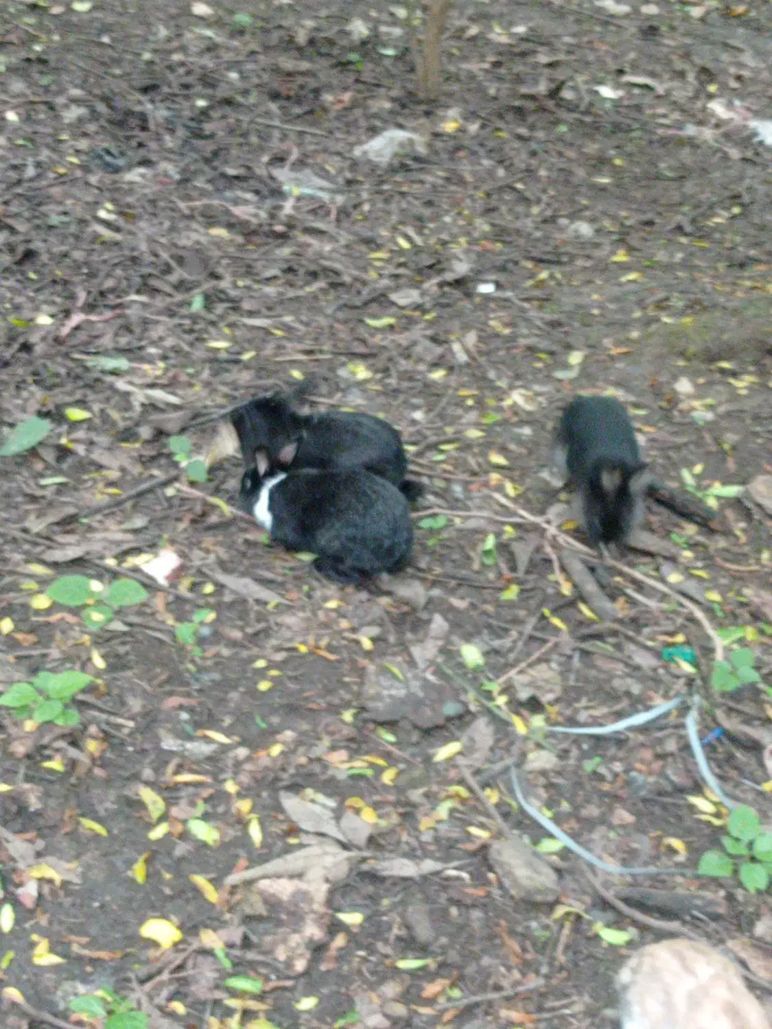 خرگوش|موش و خرگوش|سیاهکل, |دیوار