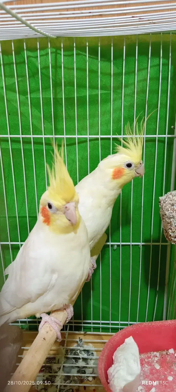 عروس هلندی|پرنده|نوشهر, |دیوار