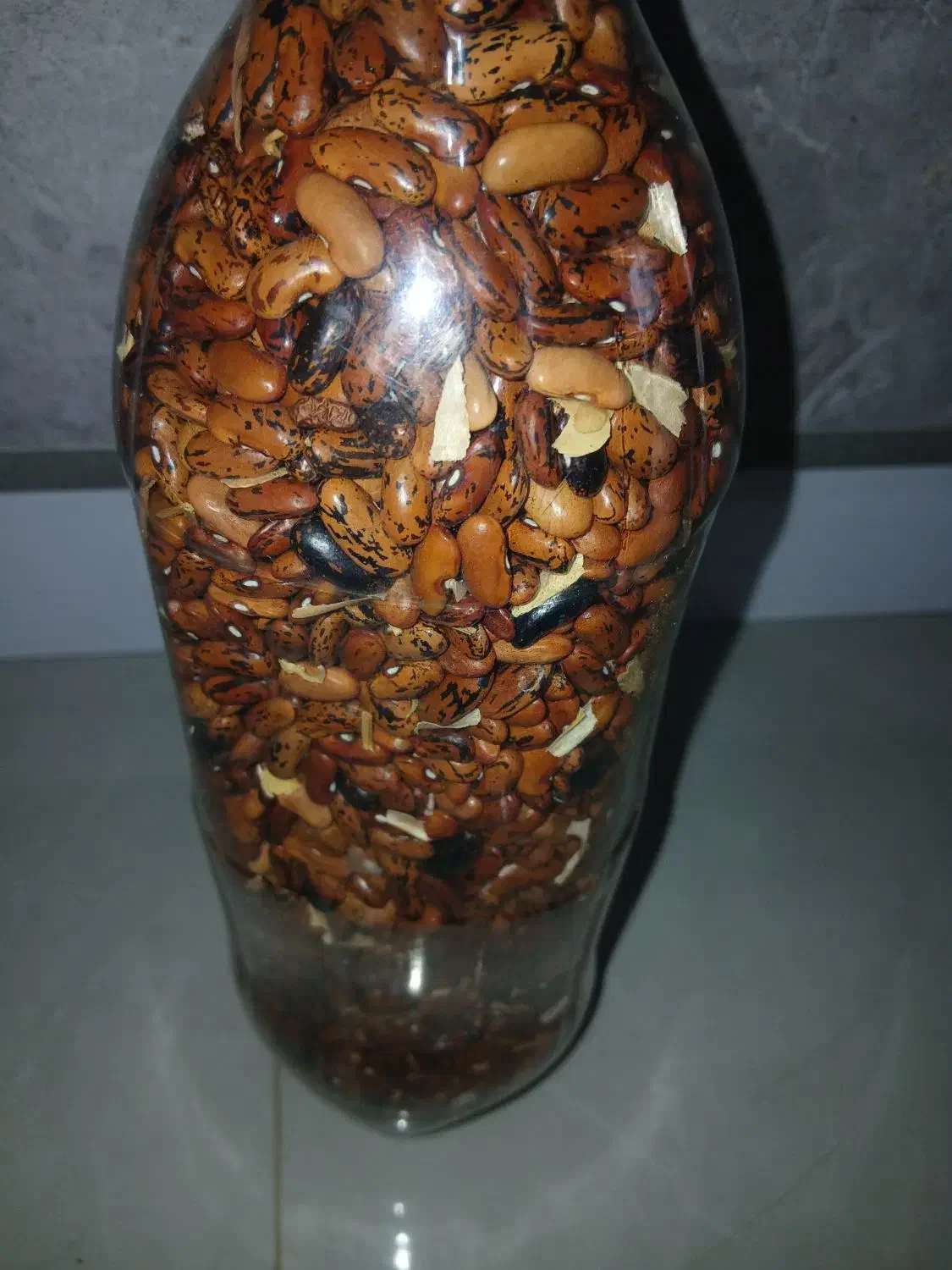 باقلا خشک شده برای کاشتن|خوردنی و آشامیدنی|رشت, فلسطین|دیوار