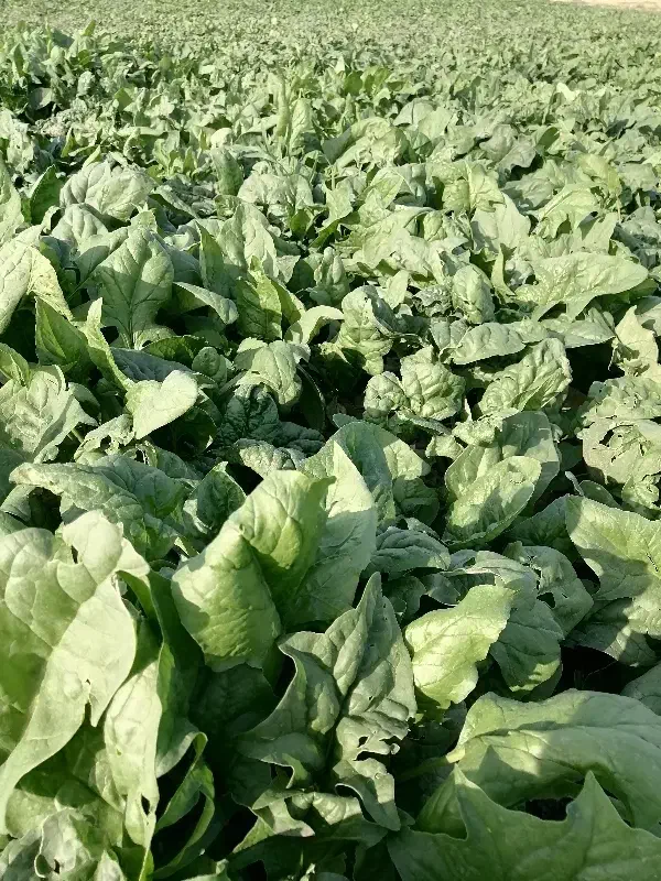 اسفناج|گل و گیاه طبیعی|مینودشت, |دیوار