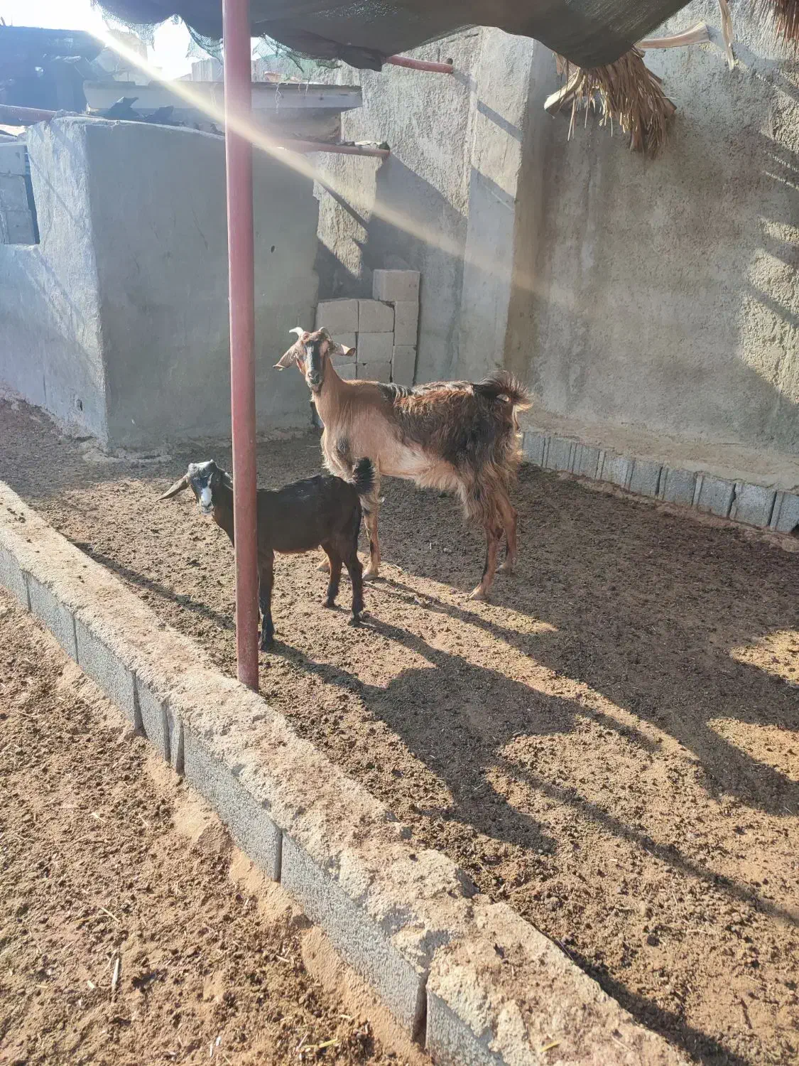 بز. کهره .میش|حیوانات مزرعه|چغادک, |دیوار