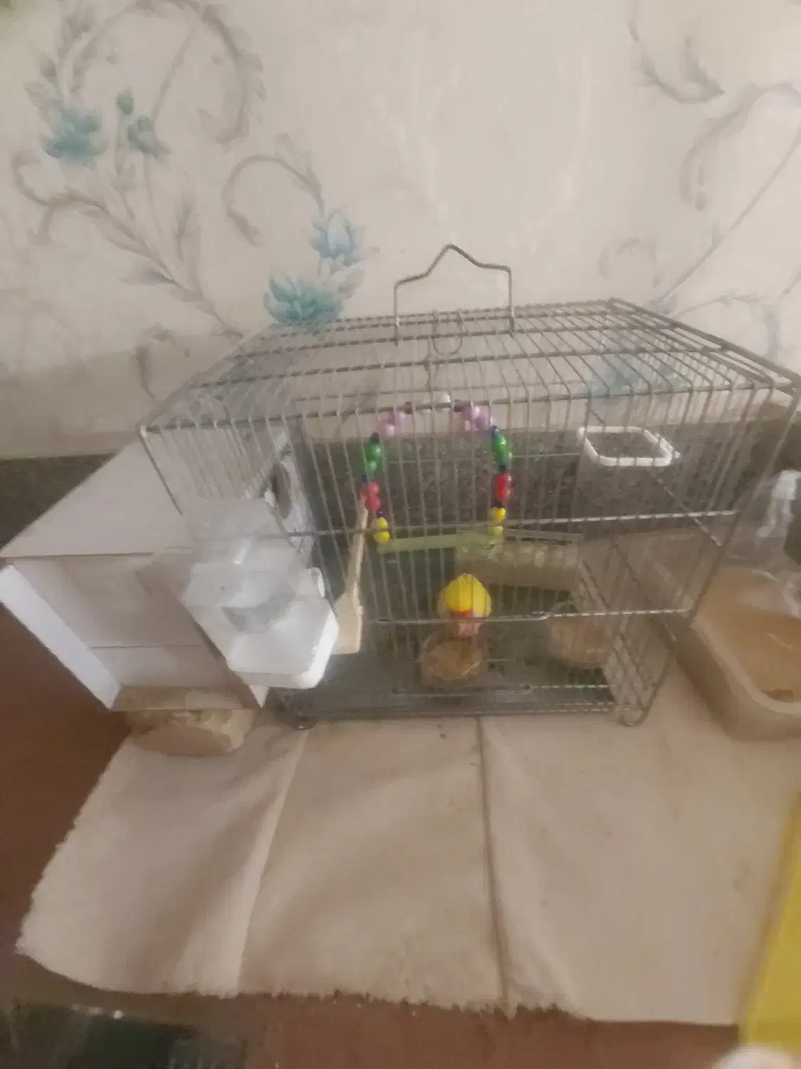 کوتوله برزیلی|پرنده|قم, زنبیل آباد|دیوار