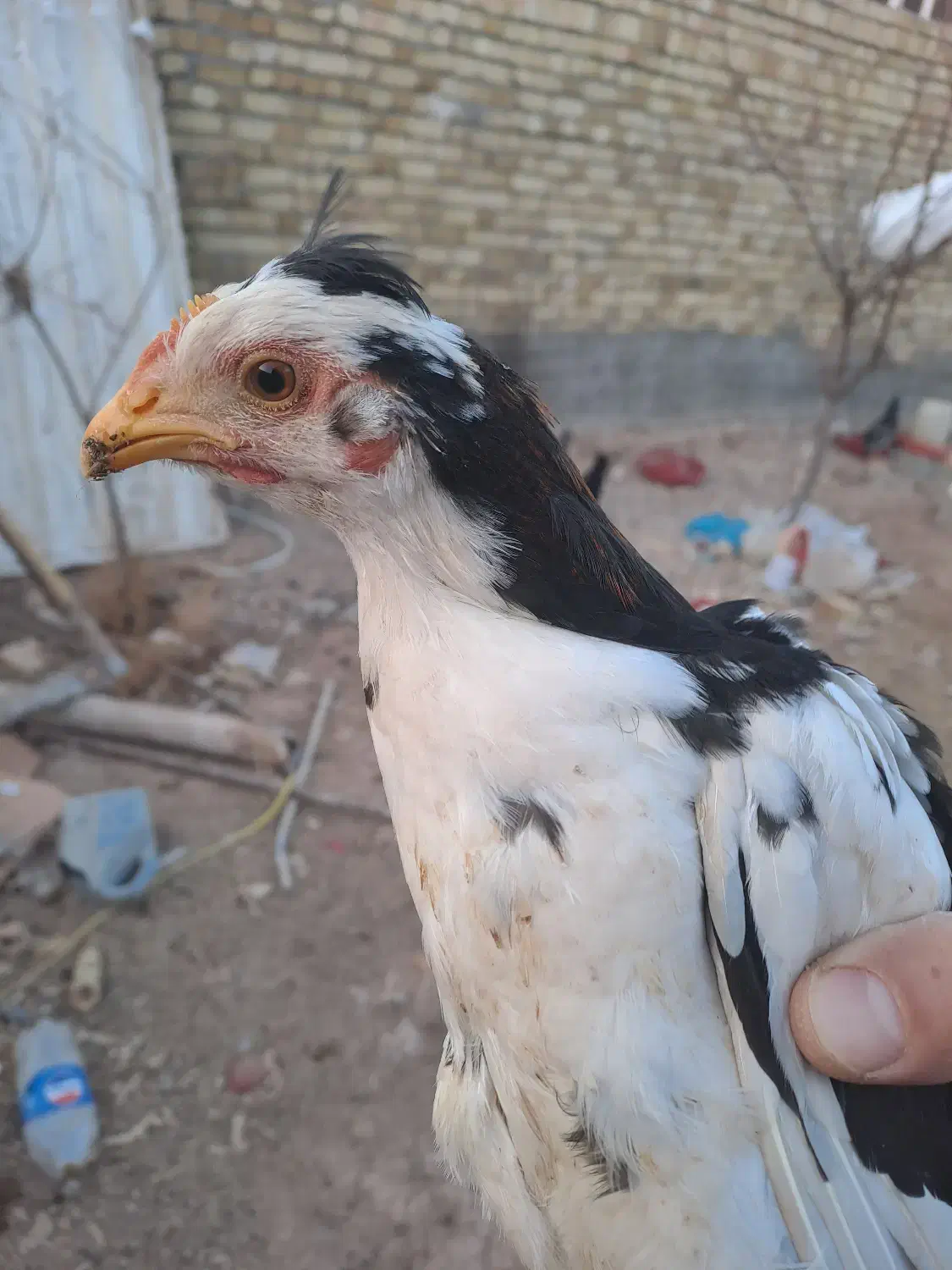 مرغ وخروس گلین|حیوانات مزرعه|آبگرم, |دیوار