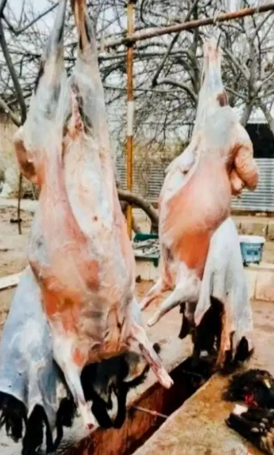 نرینه قلمابی زنده عقیقه قربانی درجه 1 گوسفند|حیوانات مزرعه|مشهد, خین عرب|دیوار