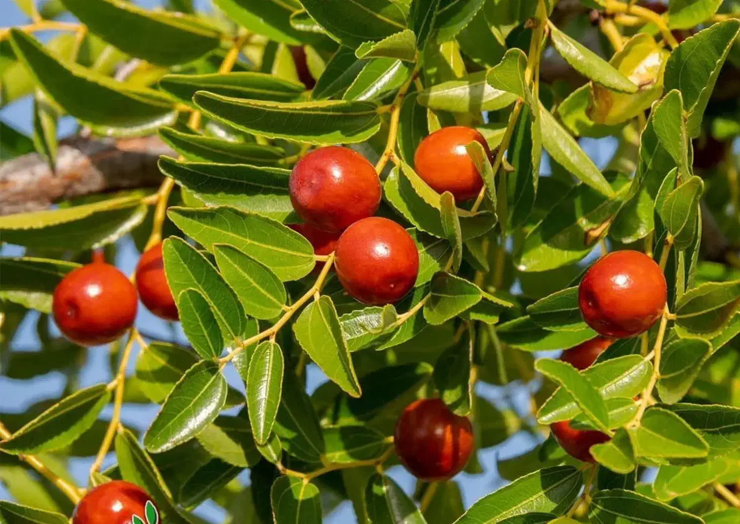 پیش فروش نهال عناب ژاپنی شناسه دار|خدمات باغبانی و درختکاری|بلبان آباد, |دیوار