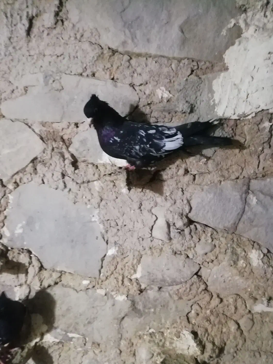 فروشی|پرنده|مسجد سلیمان, |دیوار