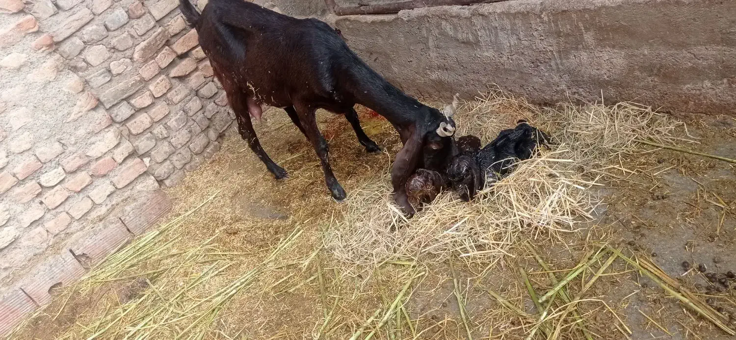 بز پاکستانی|حیوانات مزرعه|گرگان, |دیوار