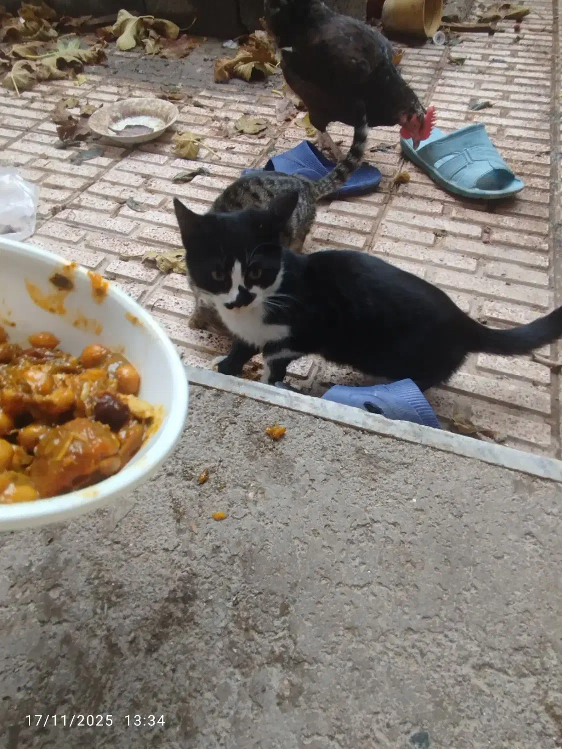 واگذاری گربه|گربه|تبریز, |دیوار