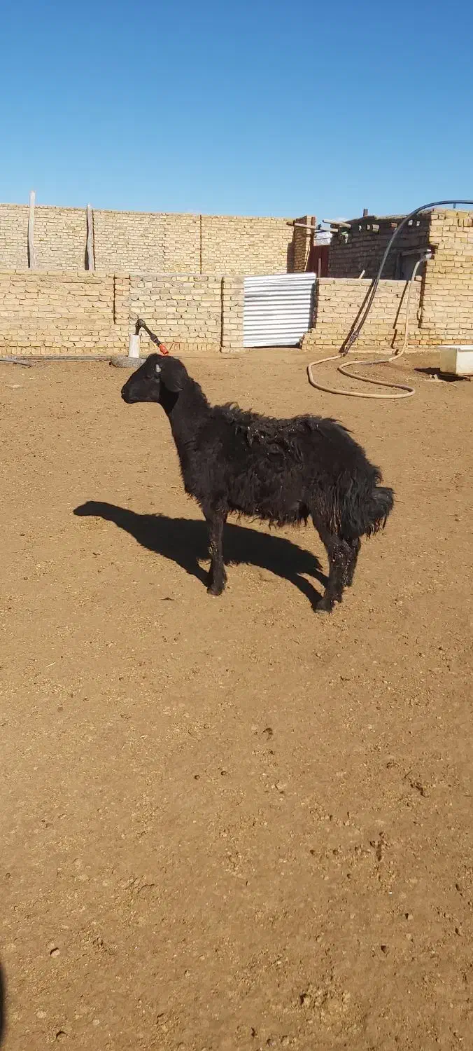 قوچ|حیوانات مزرعه|سلطانیه, |دیوار