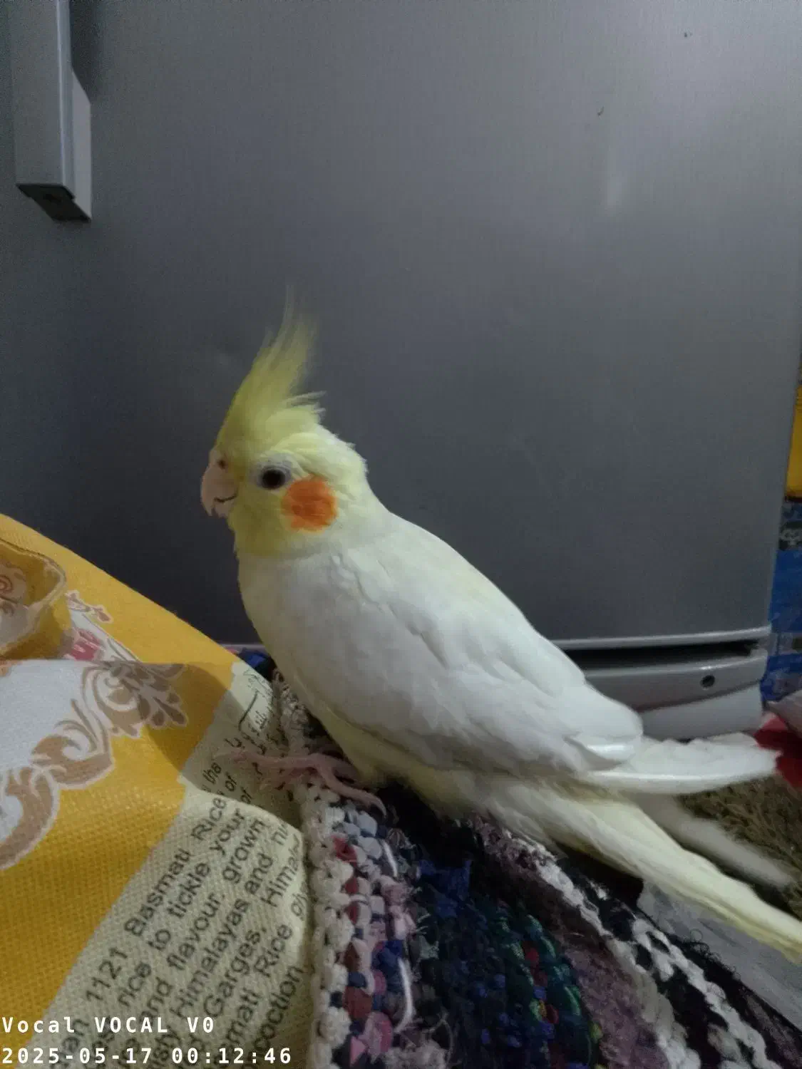 عروس هلندی|پرنده|فاضل آباد, |دیوار