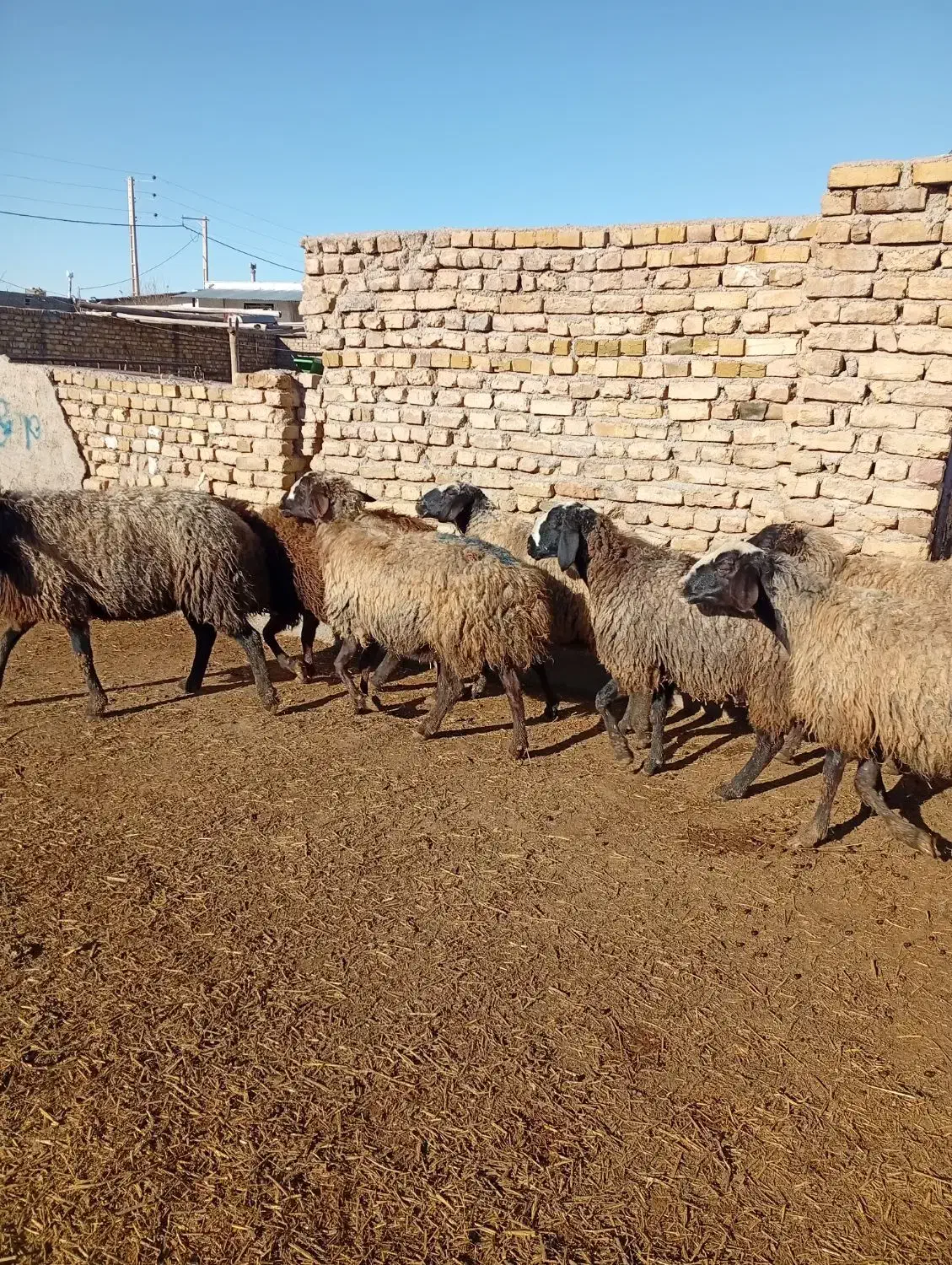 میش شال|حیوانات مزرعه|بوئین زهرا, |دیوار