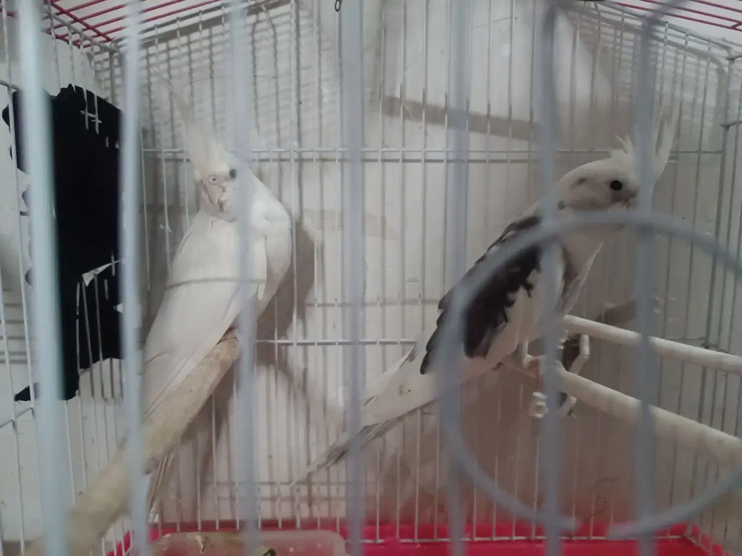 عروس لوتینوو البینو|پرنده|مشهد, شهید آوینی|دیوار