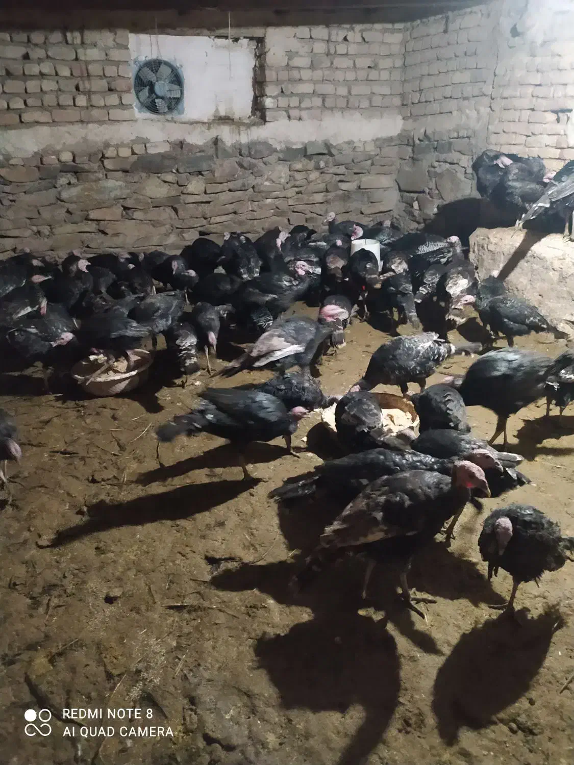 فروش بوقلمون|حیوانات مزرعه|ساوه, |دیوار