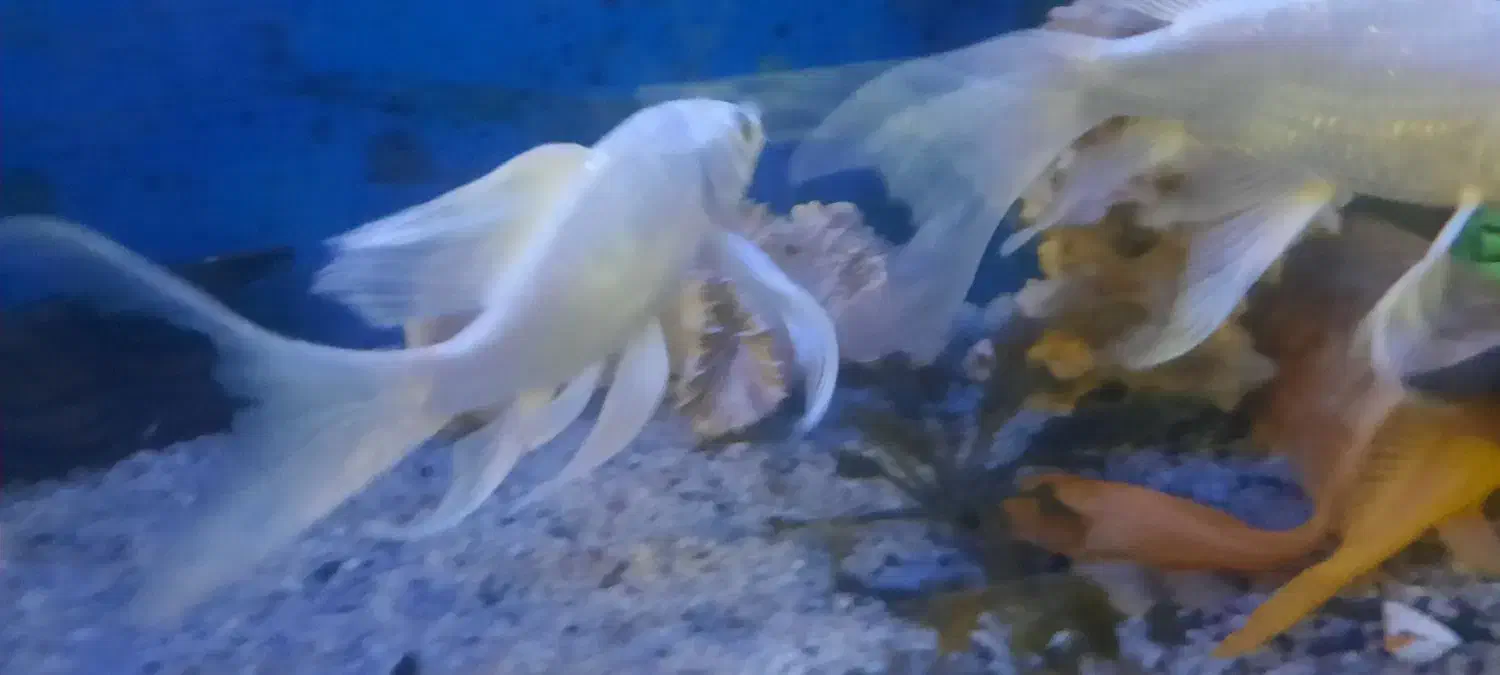 ماهی کوی پلاتینیوم شورت بادی وارداتی|ماهی|اهواز, پادادشهر|دیوار